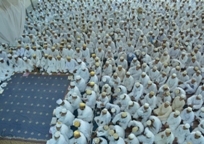Majlis-e-Husaini 1438 AH: Nooraani Masjid